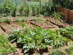 La rotation des cultures au potager