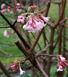 Viorne x bodnantense
