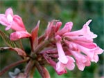 Viorne bodnantense