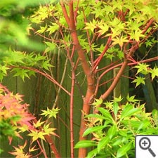 Acer palmatum Senkaki