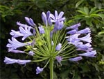 Agapanthe
