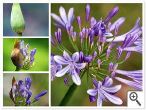 Floraison de l'agapanthe