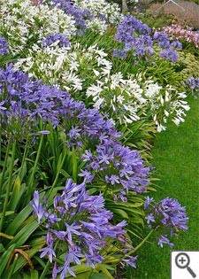 Massif d'agapanthes bleues et blanches