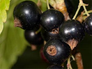 Grappe de cassis