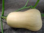 Courge Butternut