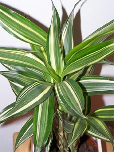 Dracaena Deremensis Warnecki