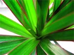 Dracaena