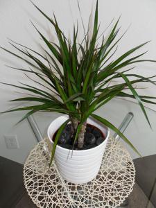 Dracaena marginata