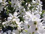 Exochorda