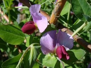 Fleur de petit pois
