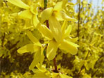 Forsythia