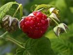 Framboises
