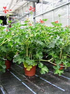 Geranium lierre en jardinerie