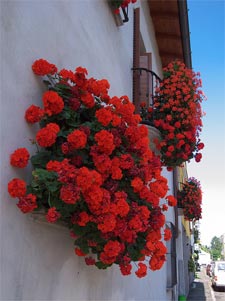 Geranium retombant 