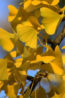 Ginkgo biloba