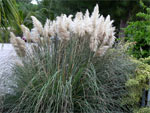 Herbe de la Pampa � Cortaderia selloana