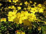 Jasmin d'hiver