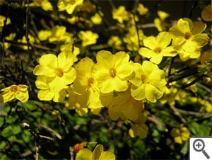 jasmin d'hiver - jasminum nudiflorum