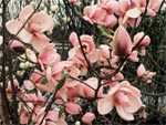 Magnolias caducs : les messagers du printemps