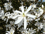 Magnolia �toil�