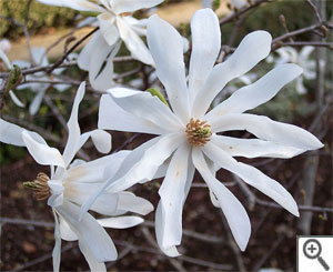 Fleur de magnolia &eacute;toil&eacute;
