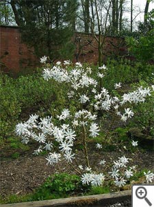 Magnolia stellata