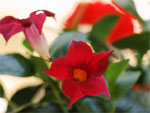 Dipladenia, Mandevilla