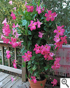 Mandevilla