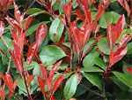 Le photinia