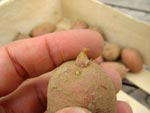 Plant de pomme de terre