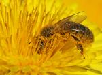 La pollinisation