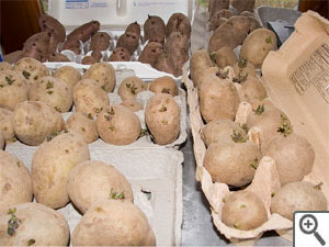 Plants de pomme de terre dans des bo&icirc;tes &agrave; oeufs