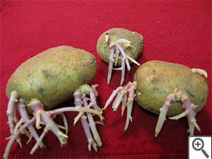 Pommes de terre et germes
