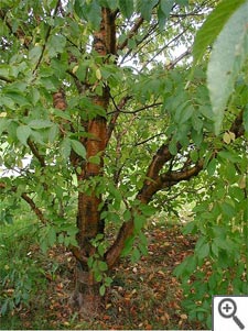 Quel arbre pour un petit jardin ?
