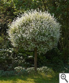 Salix integra hakuro-Nishiki