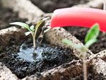 Semis de légumes