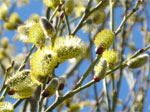 Les arbres � chatons : un avant-go�t de printemps !