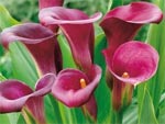 Arum Pink Persuasion