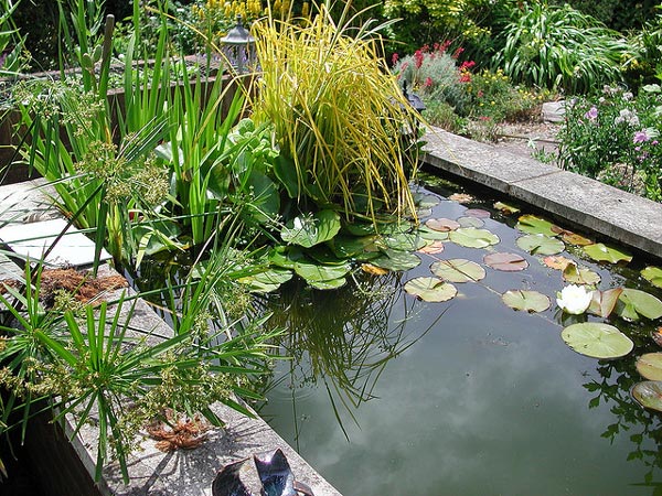 Plantes de bassin  Santonine  Plantes aquatiques