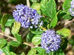 C�anothe