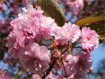 Cerisiers � fleurs