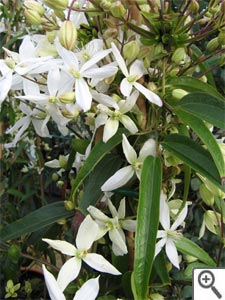 Clematis armandii