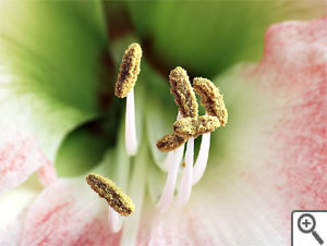 Etamines d'amaryllis