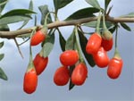 Goji : conseils de culture
