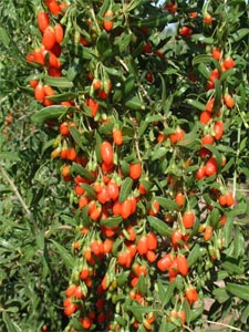 Baies de lycium barabarum (Goji)