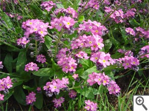 Myosotis sylvatica