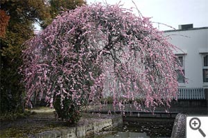 Prunus mume