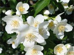 Seringat en fleurs