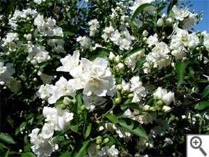 Seringat en fleurs