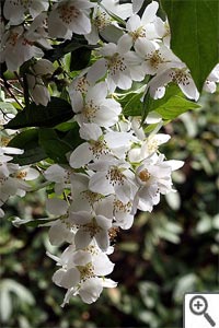 Philadelphus coronarius